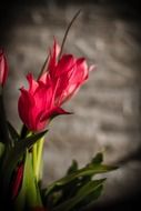 Pink tulips in the spring garden