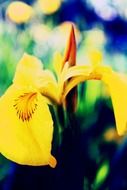 yellow flower petals macro