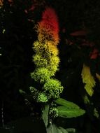 fluffy multicolored wild flower