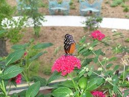 Beautiful and colorful butterfly in the garden on a pink flowers with green leaves