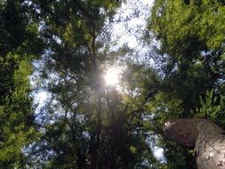 the sun among green tree branches
