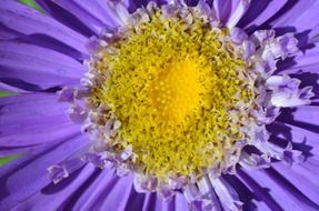 flower with purple petals and yellow core