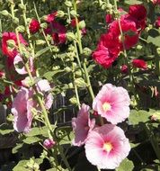 Syrian hibiscus is a mallow plant