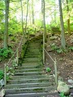 old stairs in a forest