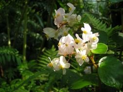 plant with white flowers in nature