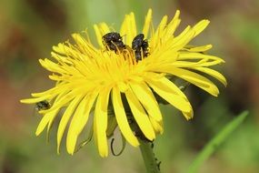 black bugs on a yellow dandelion