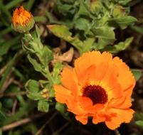 orange gerbera flowers