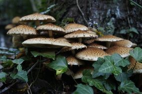 wonderful mushrooms forest