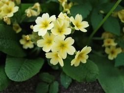 cowslip yellow plant