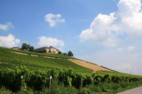 Beautiful Schloss Johannisberg among the colorful fields in Germany