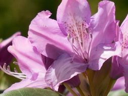 rhododendron close-up on blurred background