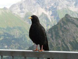 Black Crow on a background of the Alps