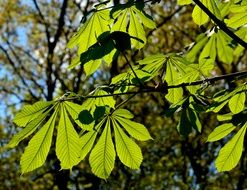 green chestnut leaves on the tree