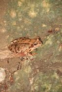 european frog