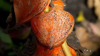 plant fruits in orange husk