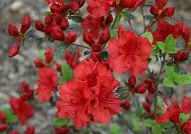 red azaleas in the garden