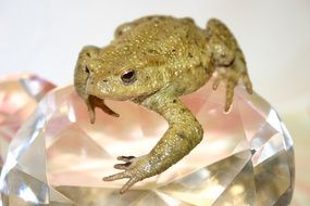 Frog on ball frustalnom