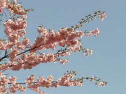 ornamental flowering cherry on a background of blue sky