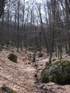 brown leaves as forest substrate in winter forest