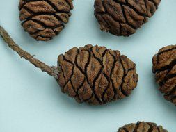 sequoia cones on a white surface