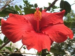 red hibiscus flower close up