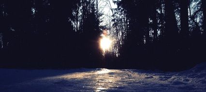 winter forest in sunny day