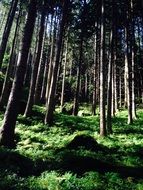 coniferous forest flooded with sun at summer