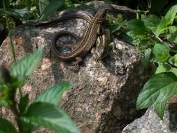 two lizards on the rock