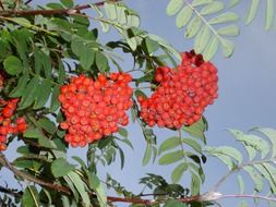 red berries of rowan on a tree close up