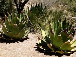 agave americana in the desert under the sun