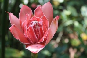 Red flower blossoms in Sri Lanka