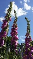 pink flowers foxglove