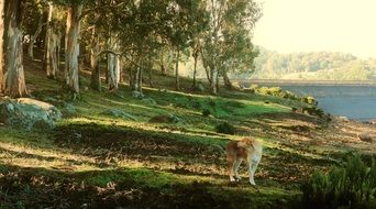 dog in the forest on the lake shore