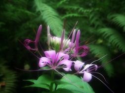flowering plant in Sri Lanka