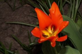 opened red tulip flower