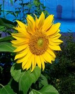 yellow sunflower in the sun close-up