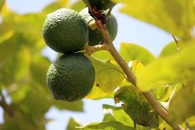 green lemons on a branch close-up