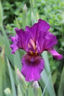purple iris closeup