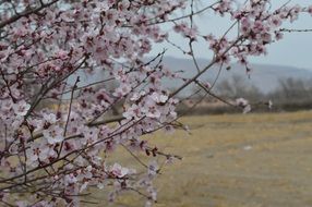pink flowers on tree branches on landscape in spring