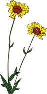 yellow garden flowers drawing