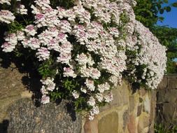 iberis evergreen