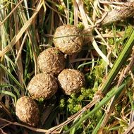 animal excrement on grass close up