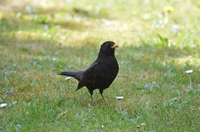 Blackbird on a meadow