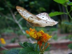 beige butterfly on an orange flower