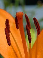 Close-up of the orange hibiscus with stamens