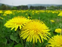 yellow dandelions meadow close-up on blurred background