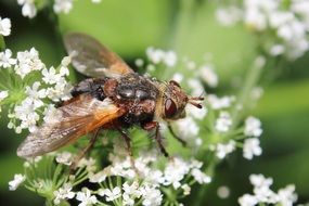 Macro Photo Of The Fly On The White Flowers