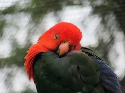 Bird with the green,red and blue feathers