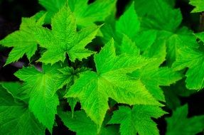 beautiful green leaves close-up