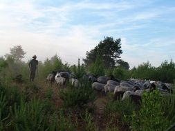 shepherd with sheep flock